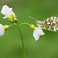 Orange Tip OLYMPUS DIGITAL CAMERA